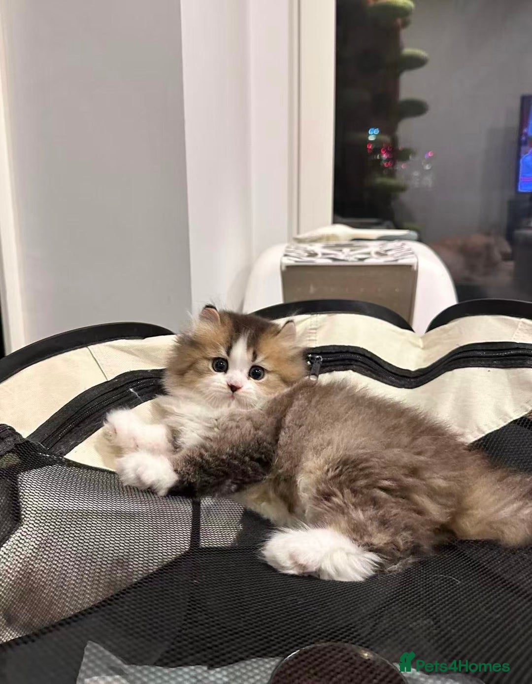 Munchkin cats for sale: Super stunning & rare Minuet - Image 27