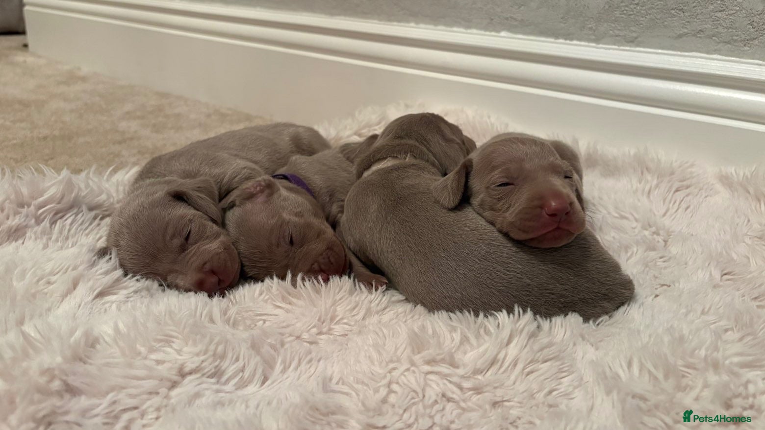 Weimaraner dogs 7 Weimaraner pups for sale ! - Advert 16
