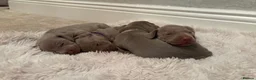 Weimaraner dogs for sale: 7 Weimaraner pups for sale ! in Hessle - Advert 1