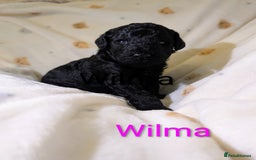 Standard Poodle dogs for sale: Standard poodles - Image 13