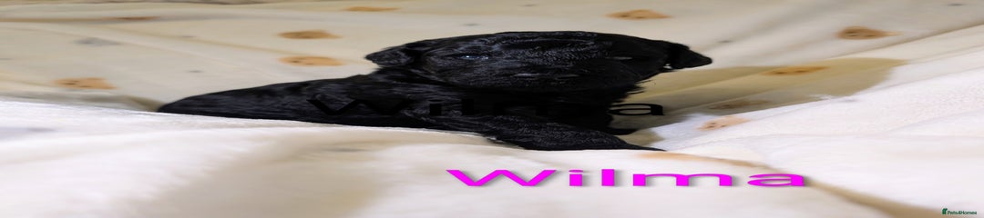 Standard Poodle Puppy 2