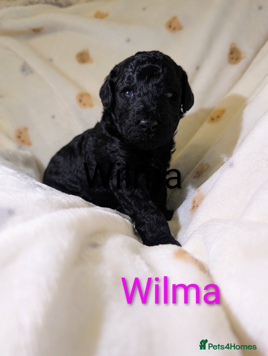 Standard Poodle dogs for sale: Standard poodles - Image 13