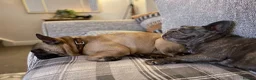 French Bulldog dogs for sale: 2 French Bulldogs to rehome  - Advert 8