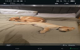 Labrador Retriever dogs for sale: 💛 Loving Home Wanted - Image 3