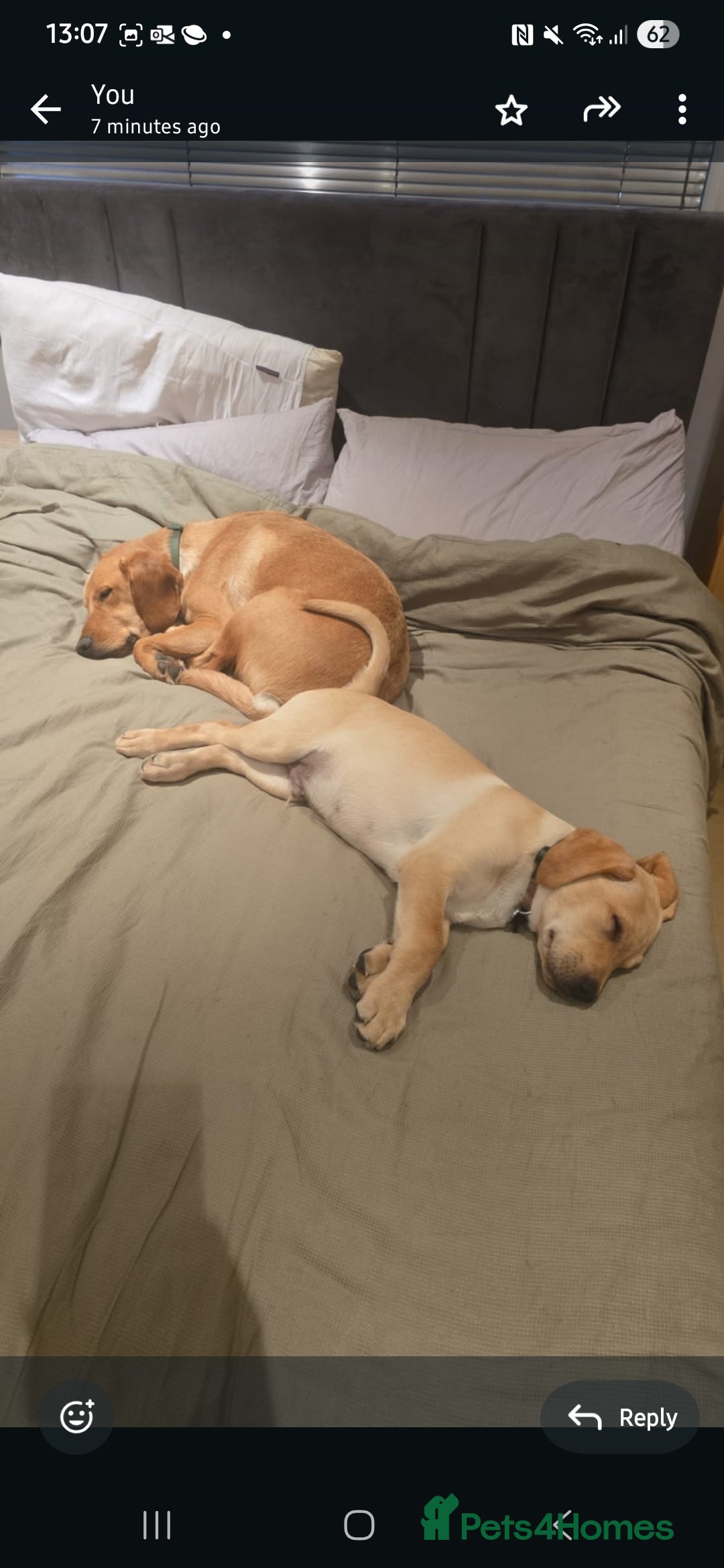 Labrador Retriever dogs for sale: 💛 Loving Home Wanted - Image 3