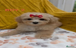 Maltipoo dogs for sale: Stunning Maltipoo Puppies  - Image 7