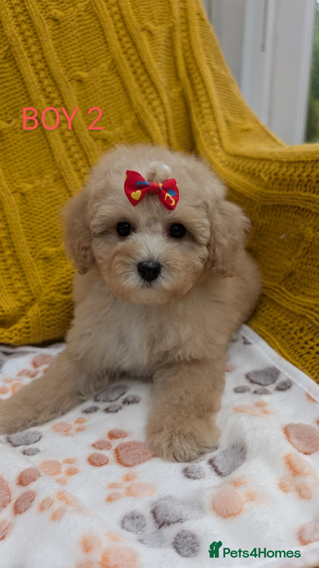 Maltipoo dogs for sale: Stunning Maltipoo Puppies  - Image 7
