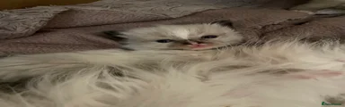 Ragdoll Kitten 2