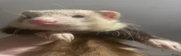 Ferret rodents for sale: Very cute hob ferret  in Bangor - Advert 4