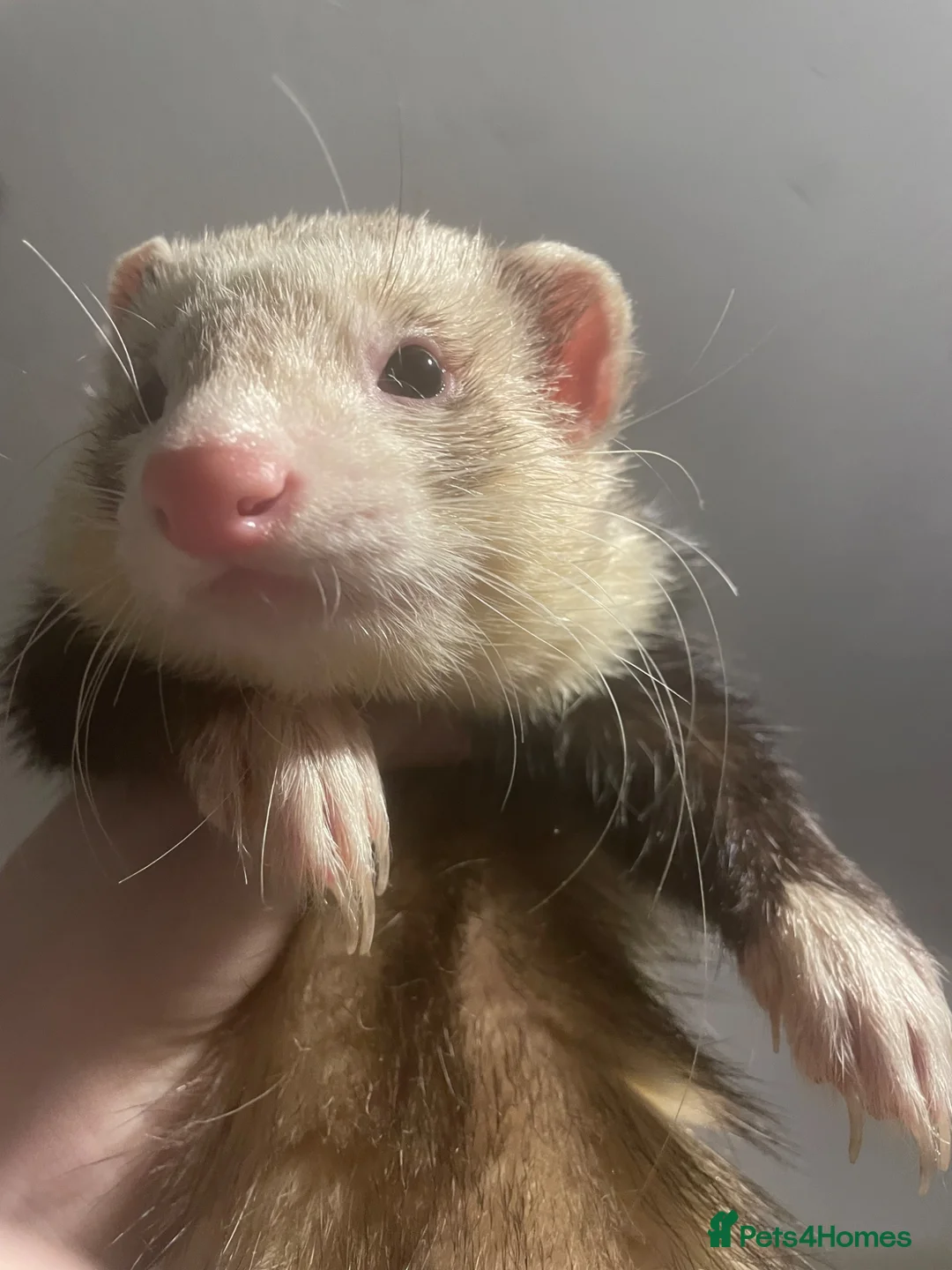 Ferret rodents for sale: Very cute hob ferret  in Bangor - Advert 4