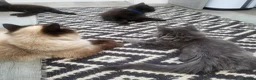 Mixed Breed cats for sale: Beautiful Maine Coon x Ragdoll Kittens for Sale - Advert 15