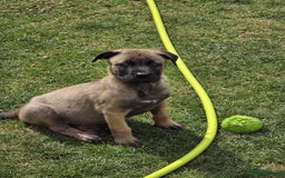 Mixed Breed dogs for sale: German shepard cross - Image 9