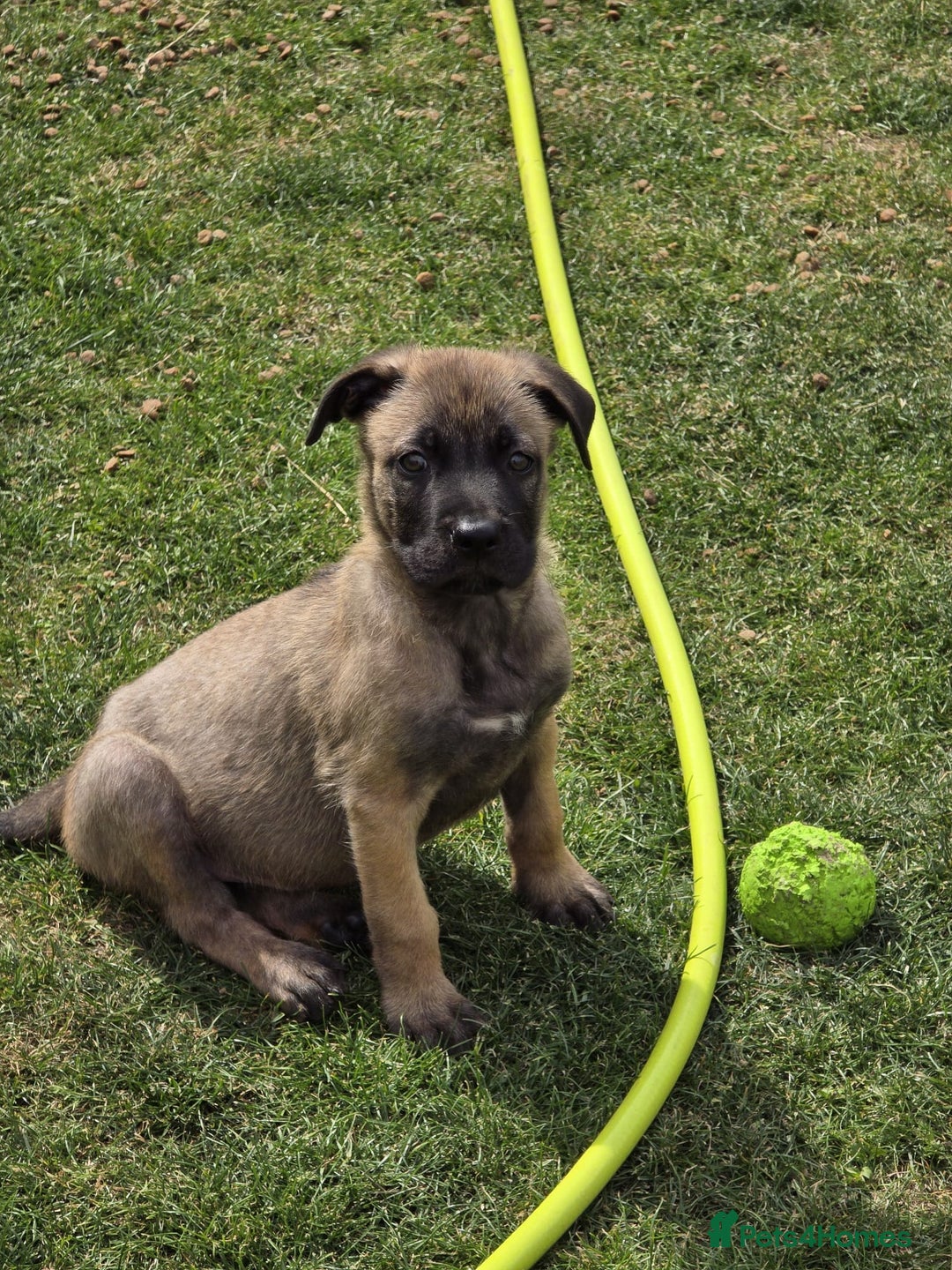Mixed Breed dogs for sale: German shepard cross - Image 9