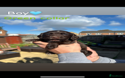 Cocker Spaniel dogs for sale: Cocker Spaniel Puppies ready 22nd October  - Image 3