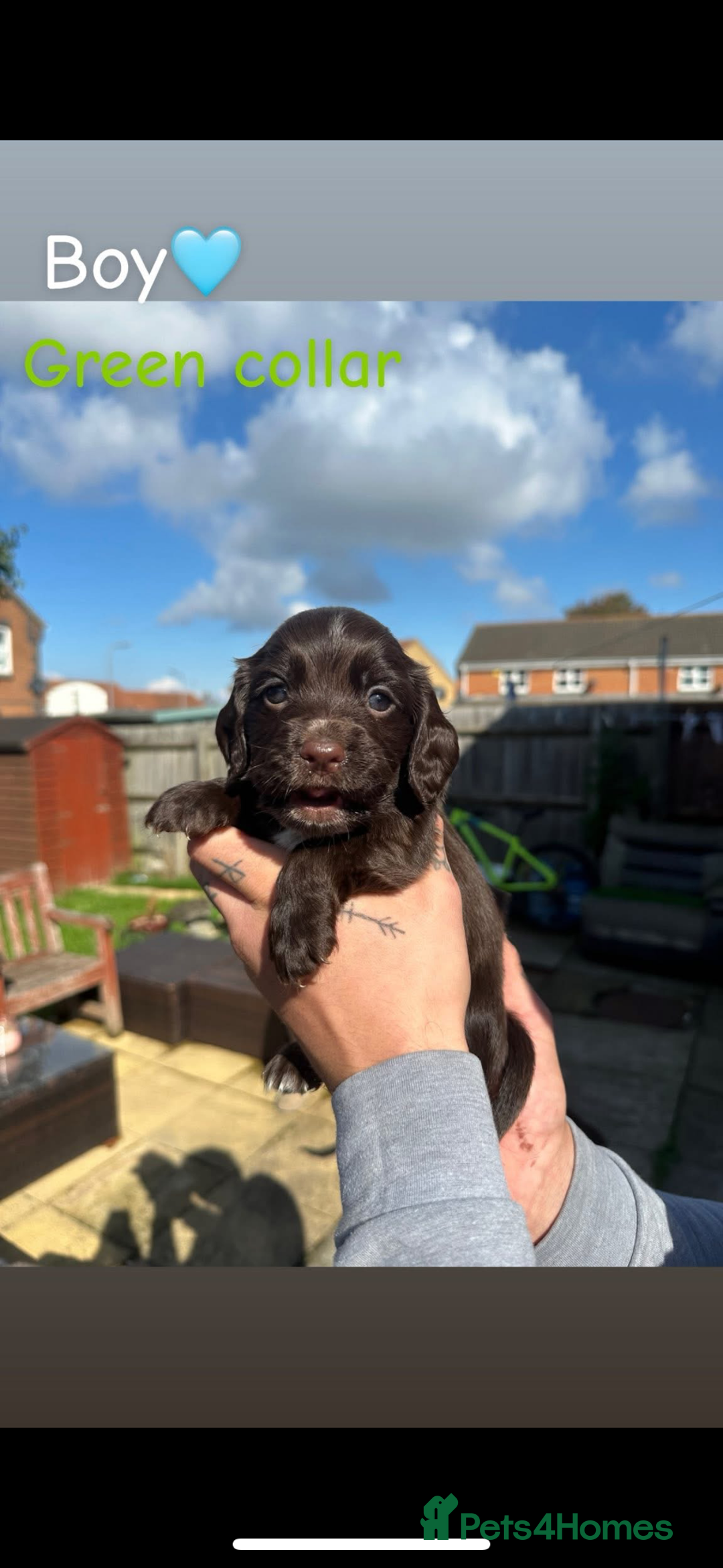 Cocker Spaniel dogs for sale: Cocker Spaniel Puppies ready 22nd October  - Image 3