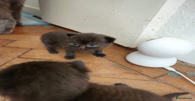 Brazilian Shorthair cats - Advert 4
