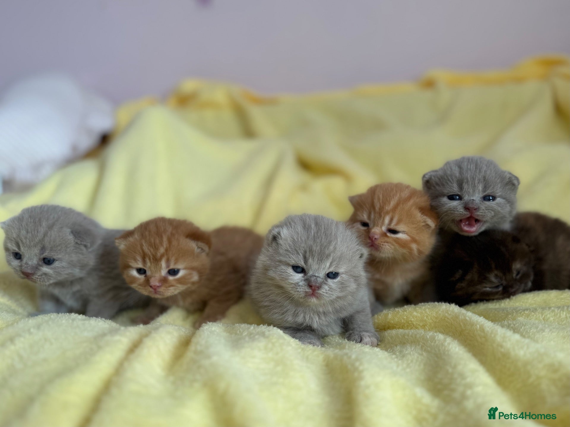 British Shorthair cats 💜❤️BSH babies , red, lilac TICA reg, ready Nov - Advert 1