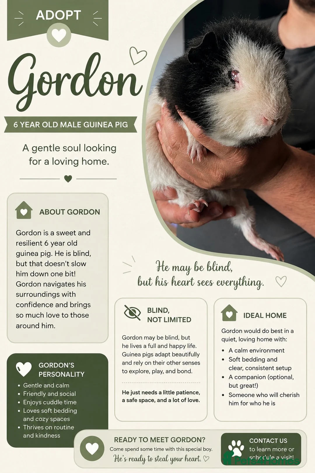 Guinea Pig rodents for sale: Rescue Guinea Pigs looking for amazing new homes - Advert 3