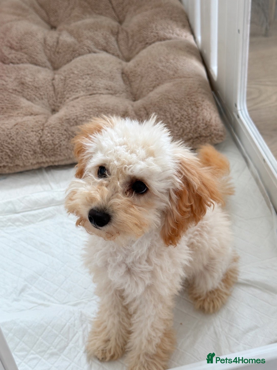 Toy Poodle dogs Sweetest Apricot Toy poodle  - Advert 7