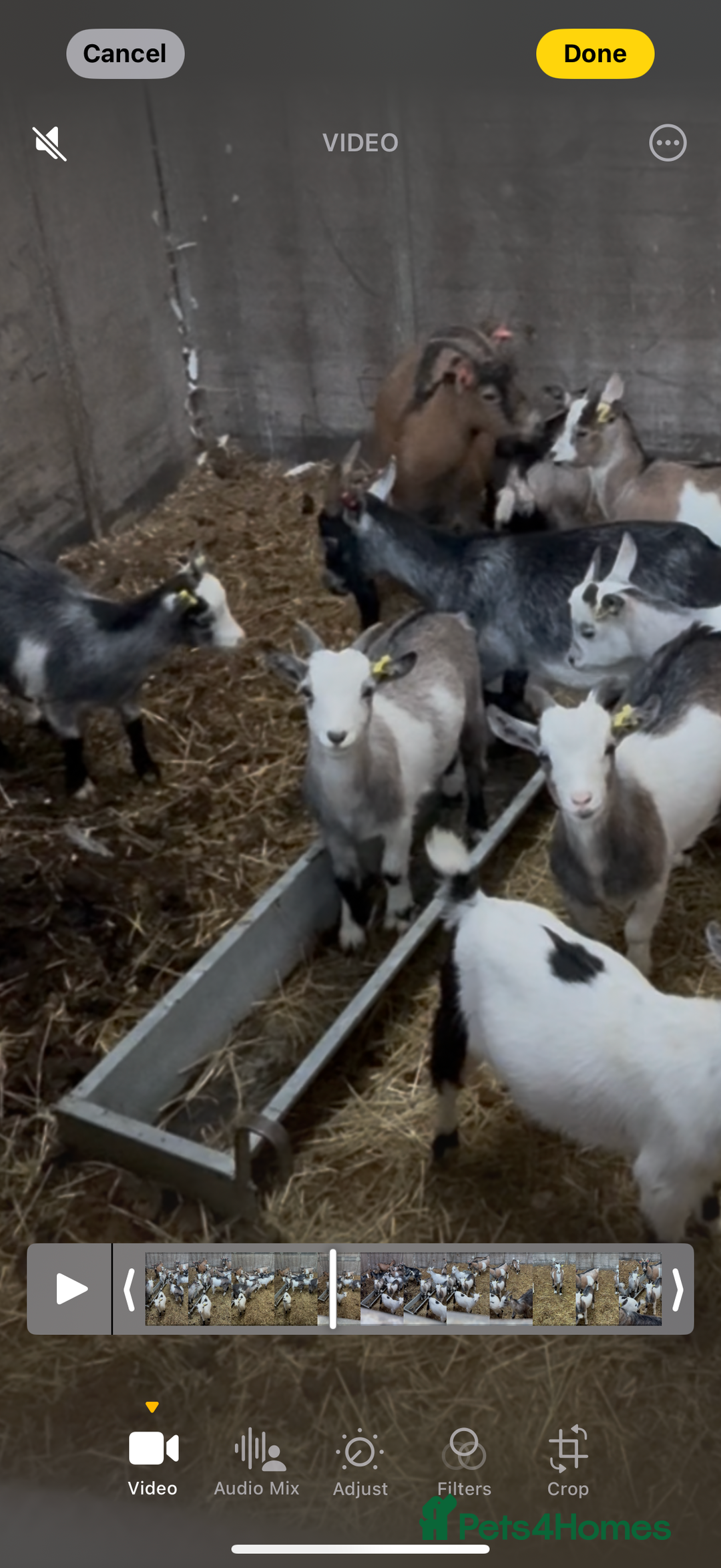 Goats livestock for sale: Hilarious friendly baby Pygmy kids for sale  - Image 9