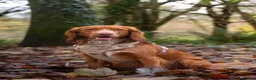 Cocker Spaniel dogs for stud: Stud Cocker Spaniel  in Camborne - Advert 1
