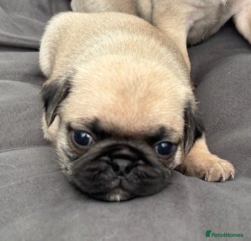 Pug dogs Two Pug Puppy’s Left For Sale  - Advert 2