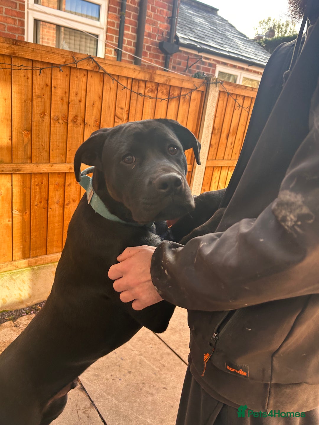 Mixed Breed dogs for sale: Puppy for sale  - Advert 6