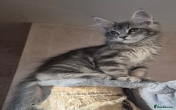 Maine Coon cats for sale: Beautiful Maine Coon kittens  - Image 14