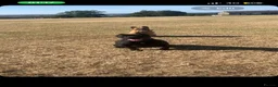Cane Corso dogs for sale: Major the Male cane corso - Advert 7