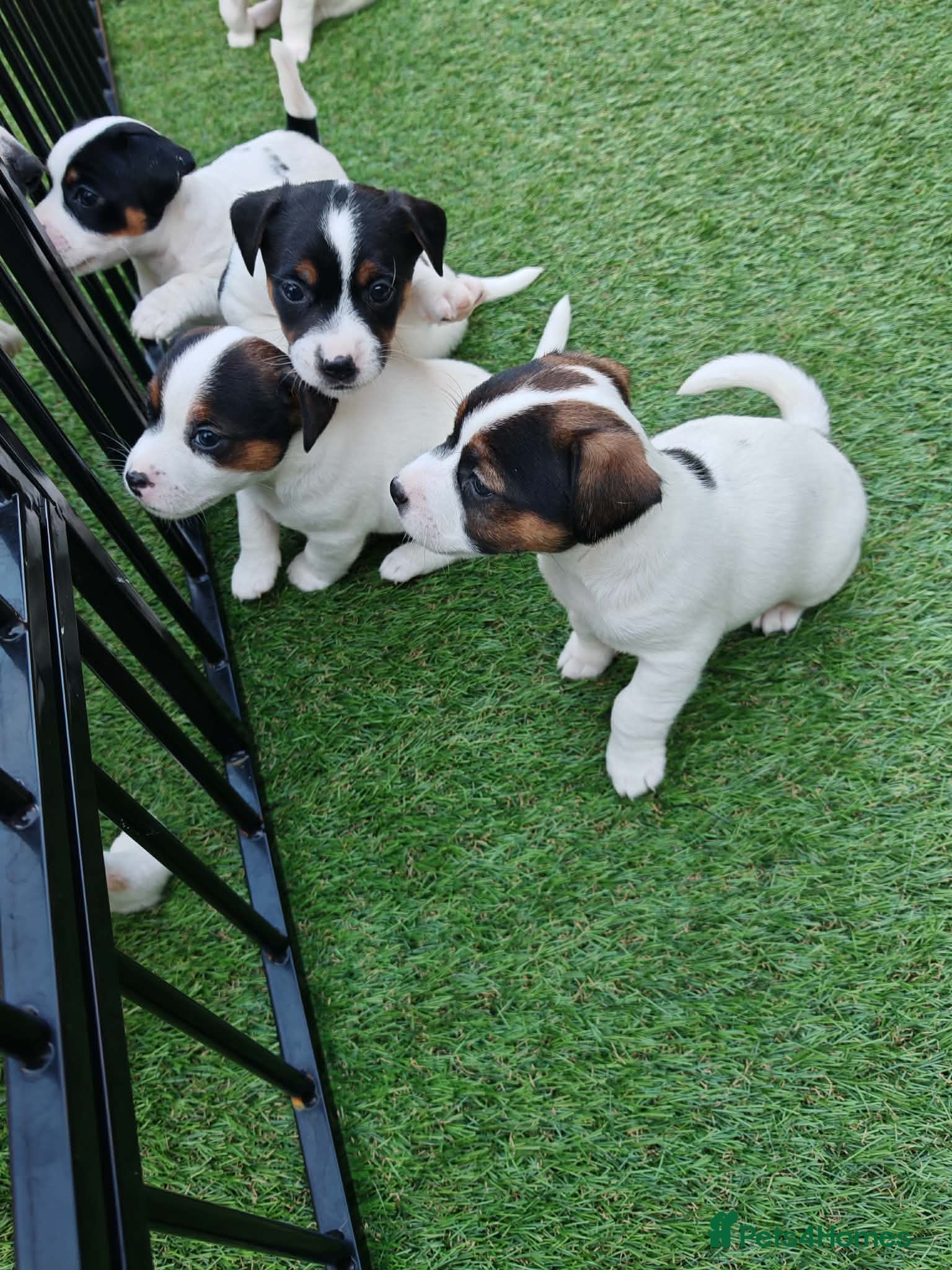 Jack Russell dogs BEAUTIFUL JACK RUSSELL PUPPIES AVAILABLE - Advert 2
