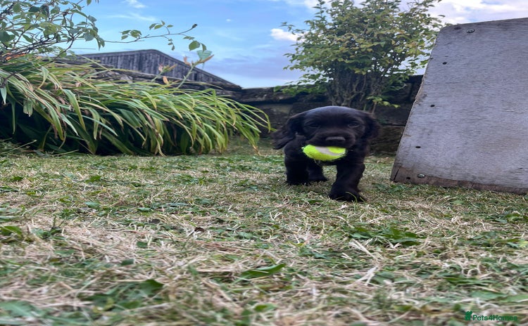 Cocker Spaniel dogs - Advert 8