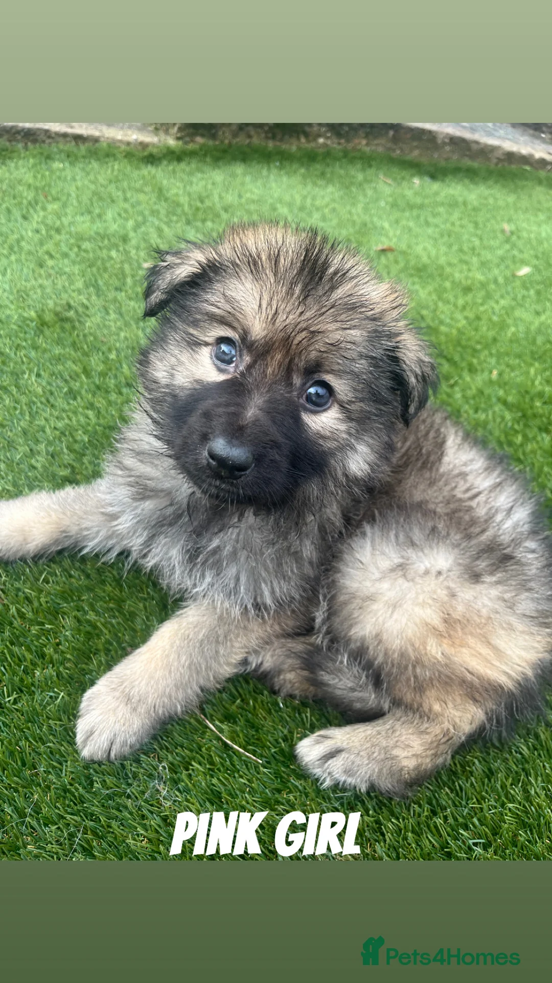 German Shepherd dogs for sale: Beautiful KC Reg Straight Back German Shepherds🐾 - Advert 17