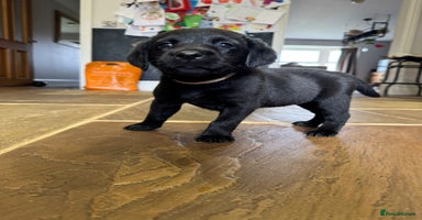 Labrador Retriever dogs - Advert 2