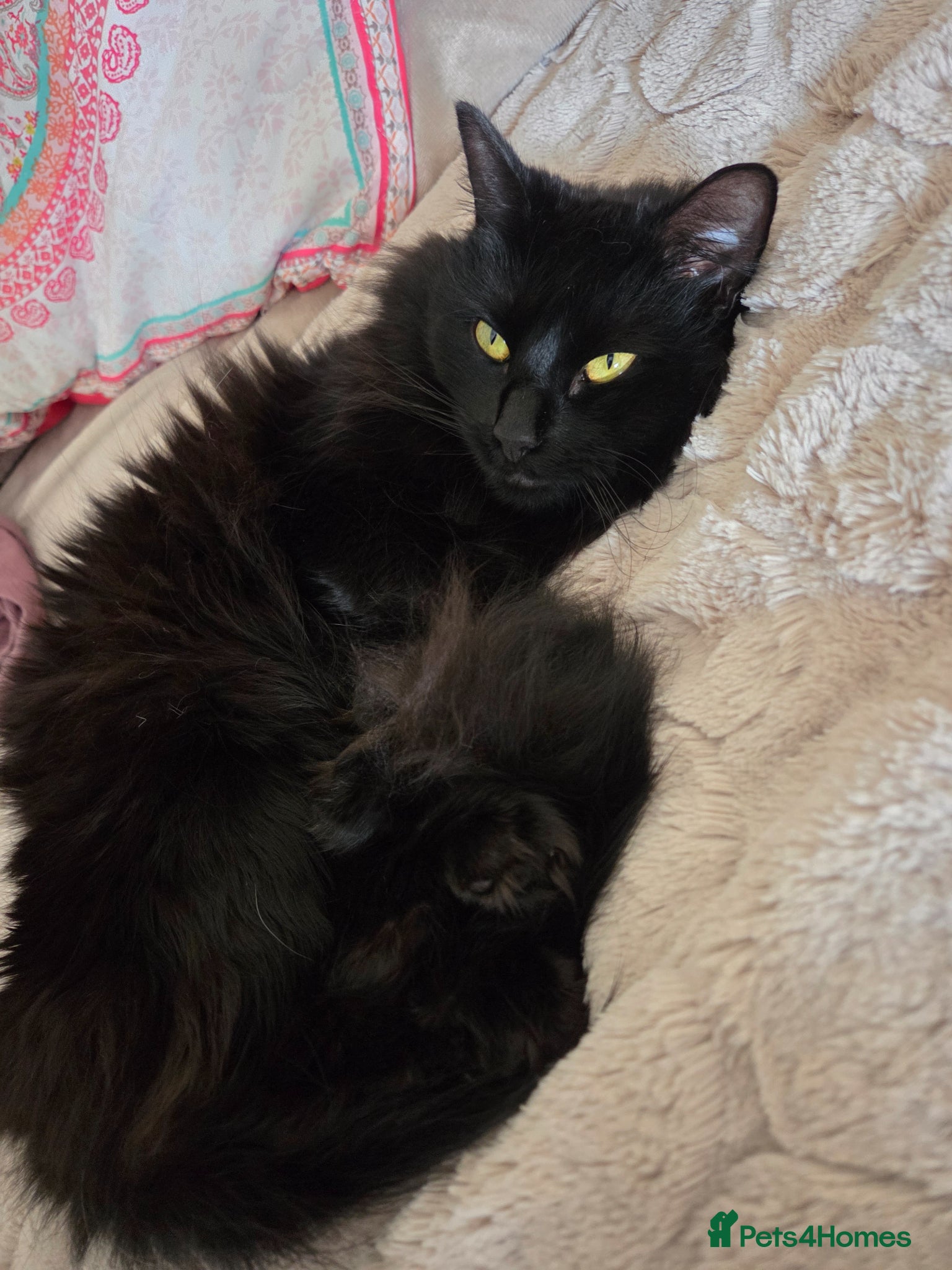 Siberian cats Beautiful Siberian Female Looking for a Stud  🖤🐾 - Advert 6