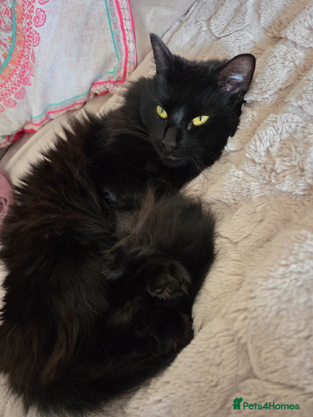 Siberian cats for stud: Beautiful Siberian Female Looking for a Stud  🖤🐾 in Sanquhar - Advert 1