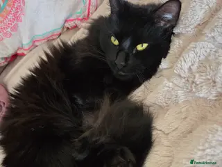 Siberian cats Beautiful Siberian Female Looking for a Stud 🖤🐾 - Advert 6