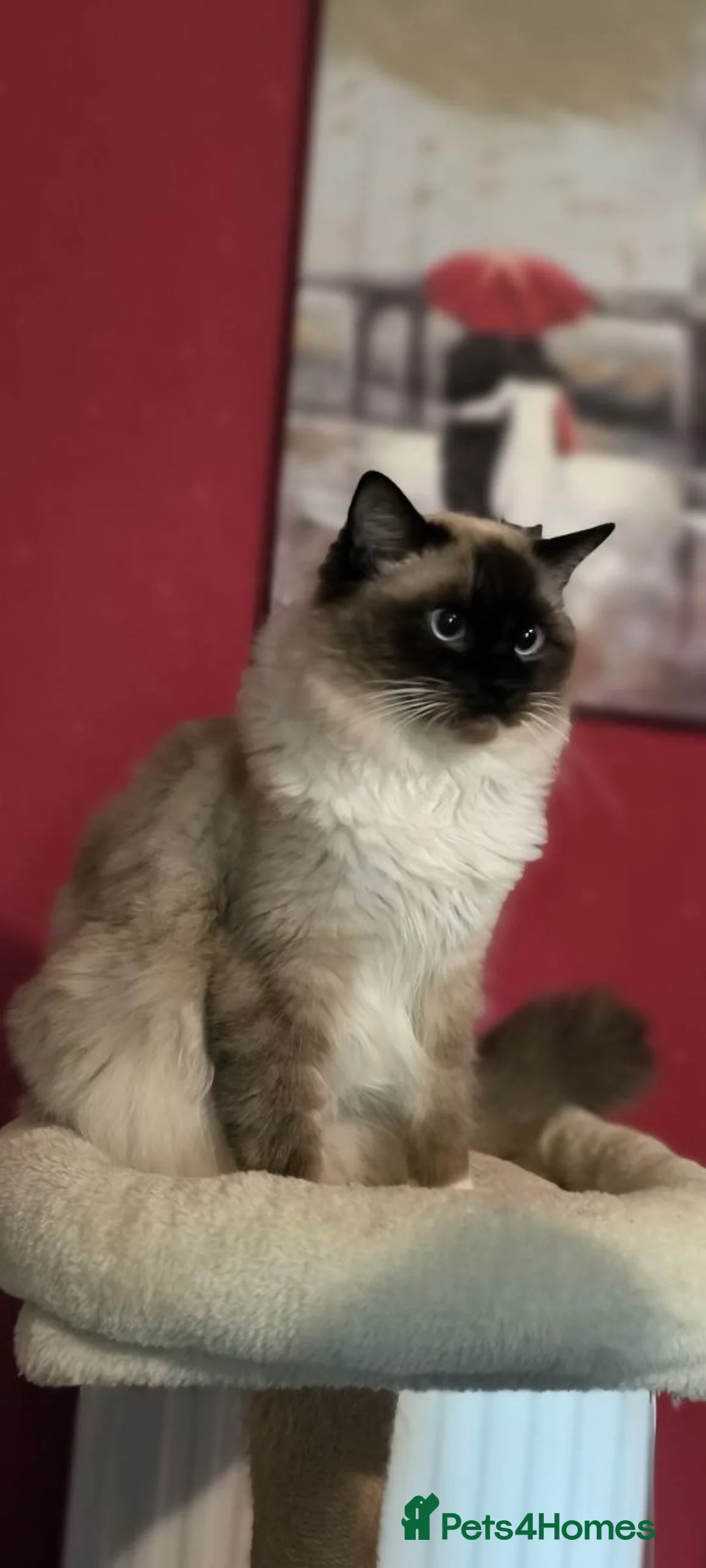 Ragdoll cats for sale: purebred Ragdoll - Advert 1