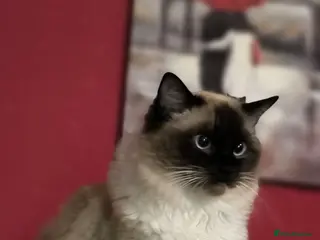 Ragdoll cats for sale: purebred Ragdoll - Advert 4