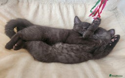 Havana Brown cats for sale: Rare Havana Brown's kittens - Image 5