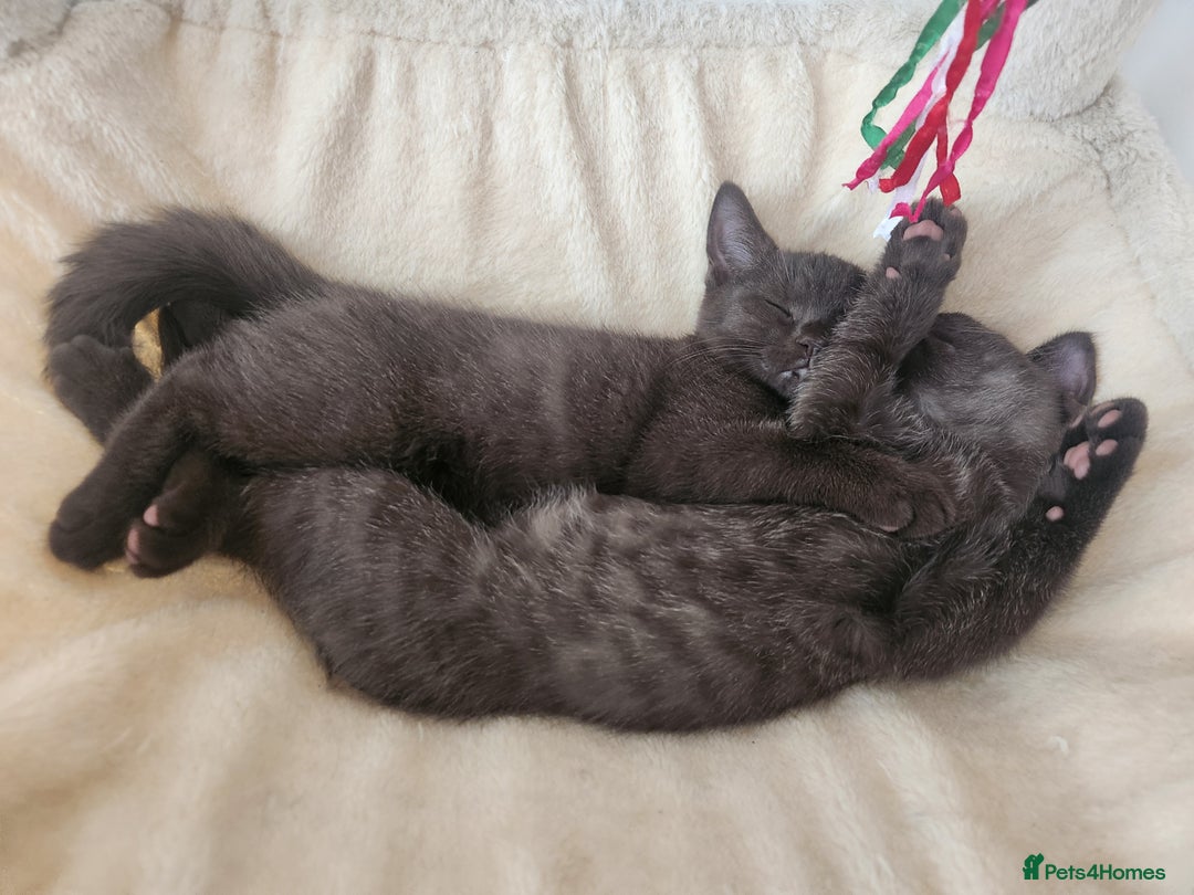 Havana Brown cats for sale: Rare Havana Brown's kittens - Image 5