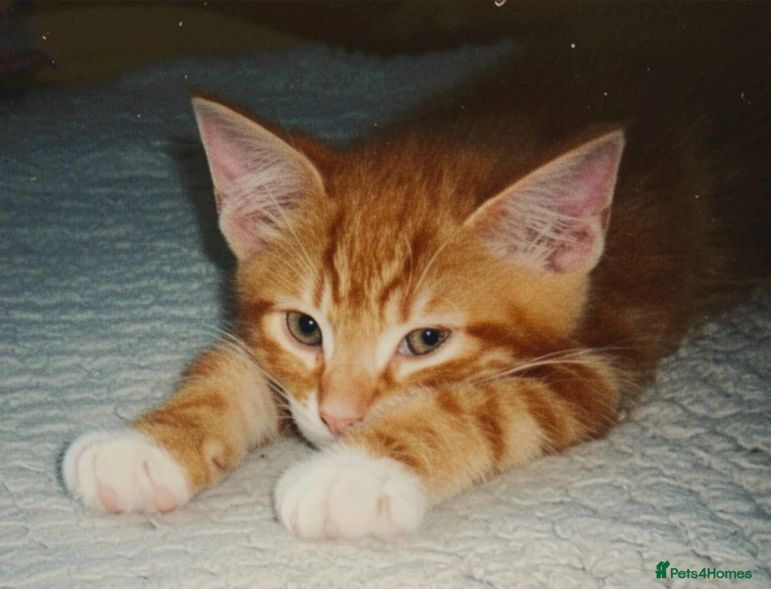 British Shorthair cats for sale: Pair of Gorgeous Kittens - Tabby and Ginger - 2  in Blackpool - Advert 11