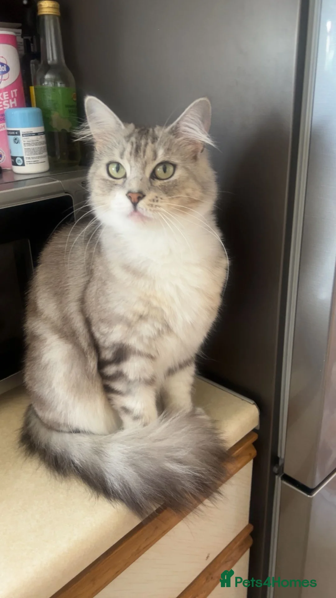 British Shorthair cats for sale: 3 male British short hair x tabby cats for sale  in Halifax - Advert 2