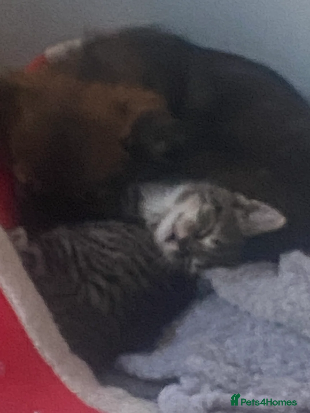 Mixed Breed dogs for sale: Maltipom puppies are now ready for new homes - Advert 25