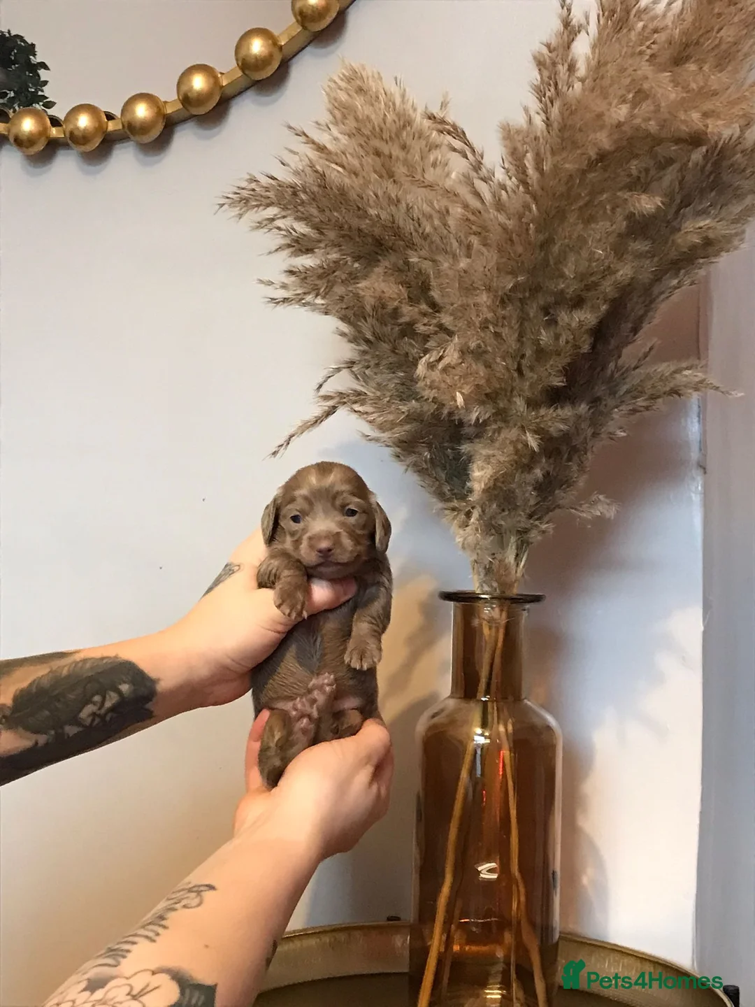 Miniature Dachshund dogs for sale: Three miniature long haired dachshunds  - Advert 21