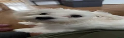 Maltese dogs for sale: Pure Maltese puppy - Advert 2