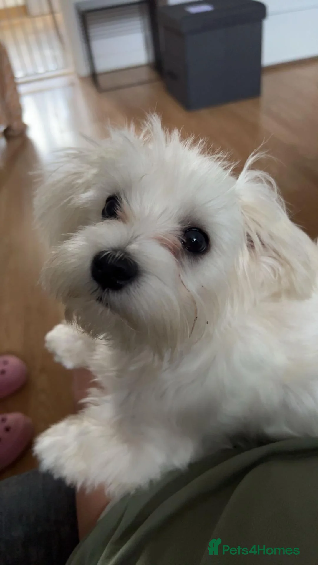 Maltese dogs for sale: Pure Maltese puppy - Advert 2