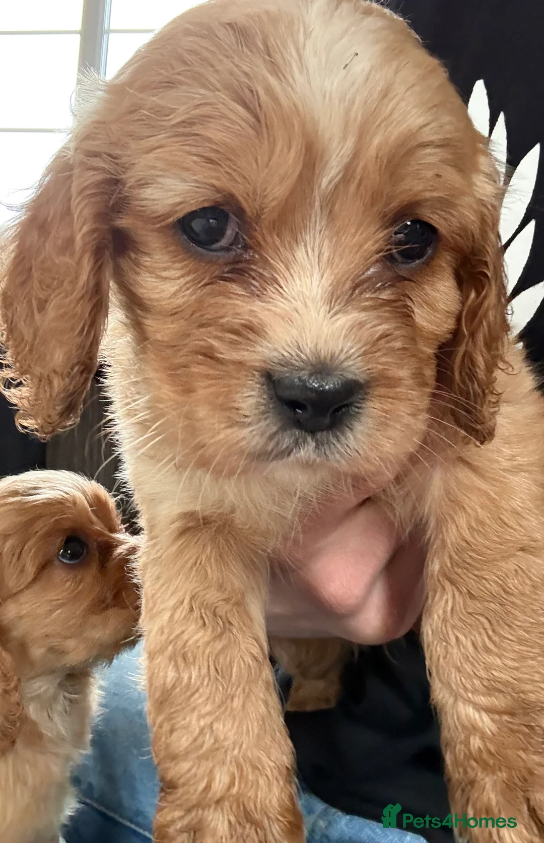 Mixed Breed dogs for sale: Mini Cavapoo puppy’s black and gold  - Advert 18