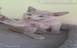 Russian Blue cats for sale: TICA 5* Pedigree Russian Blue Kittens - Image 15