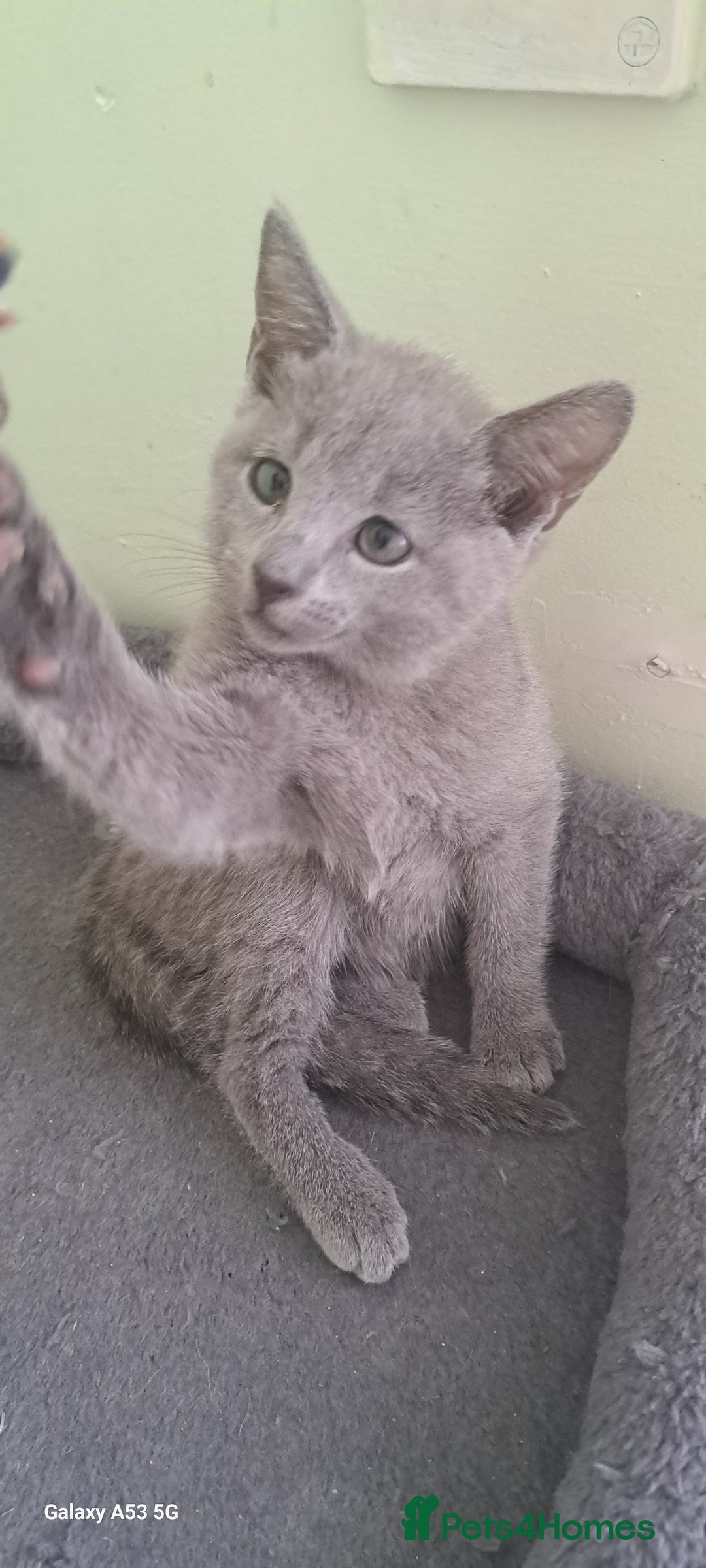 Russian Blue cats for sale: TICA 5* Pedigree Russian Blue Kittens - Image 15