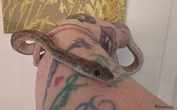 Corn Snake reptiles for sale: 1x Male Corn Snake & 1x Female Corn Snake - Image 2